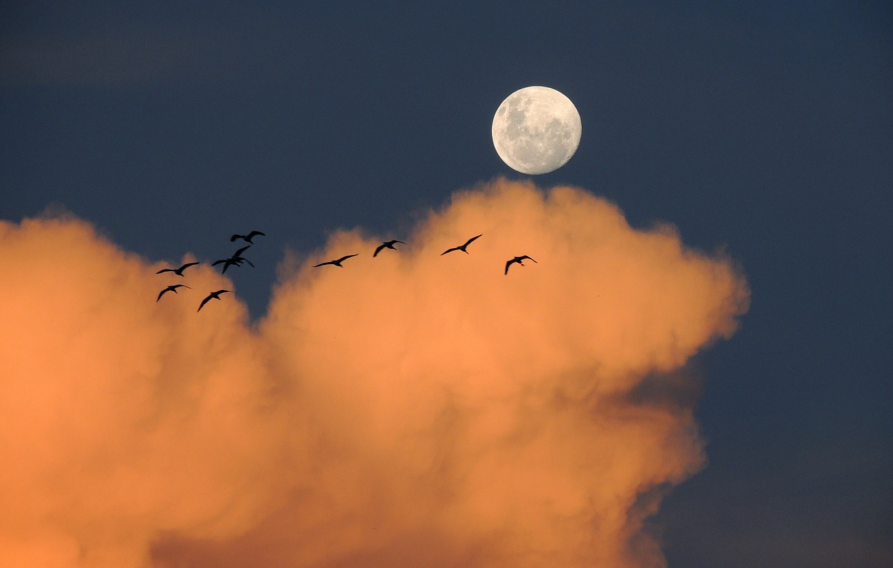 Birds migrating at night